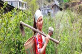 立秋之后生姜追肥“三配合”