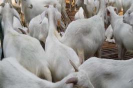 新型蔬菜―四季蒜苗栽培