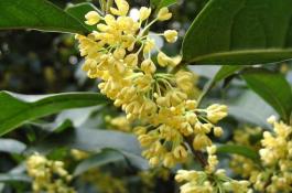 桂花树种植技术？