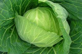 卷心菜种植技术？