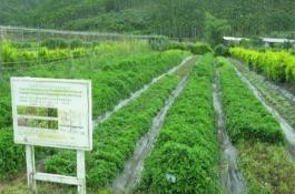 冬季菠菜4步管理助春收