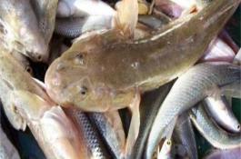 小白菜菜心的采种