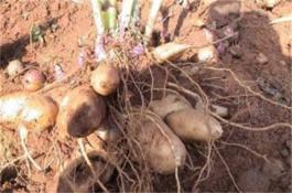 雪莲果的种植方法？