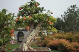 石榴盆景栽培技术？