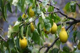 黄瓜病害大盘点之黄瓜菌核病