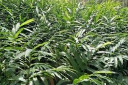 黄瓜生理病害典型症和相似症-生理性枯干