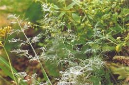 茴香常见病害的防治方法？