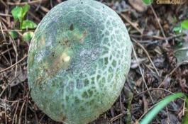 夏丝瓜栽培技术要领