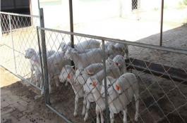 菠菜冷冻贮藏法