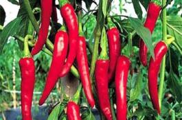 茄子新品种-紫衣天使---茄子