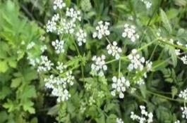 蛇床子种植效益