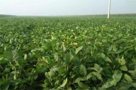 保护地黄瓜新组合90-5