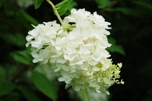 木绣球怎么修剪