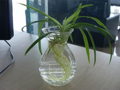水培吊兰怎么养才能长得好,这里有方法步骤还有图解方法