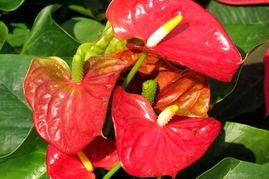 红掌炭疽病如何防治，栽培技术防病和药剂防两种防治方法