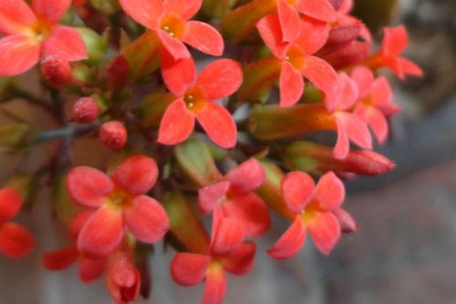 长寿花叶子发软怎么办