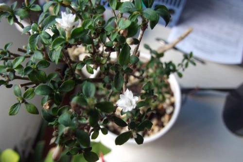 六月雪什么时候换盆,春季3月份很适合换盆