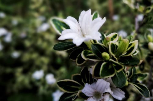 六月雪什么时候换盆,春季3月份很适合换盆
