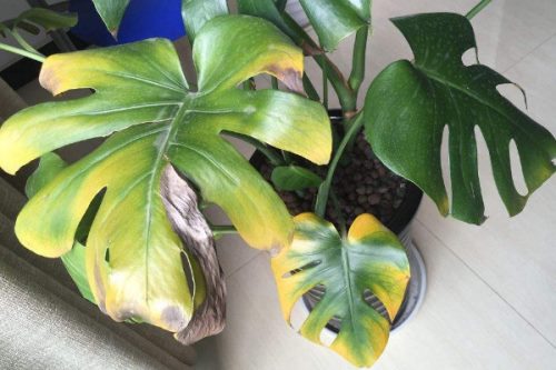 龟背竹叶子边缘发黄怎么办