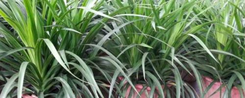 龙血树在北方怎样过冬