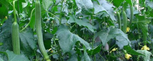 丝瓜种植方法