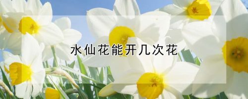 水仙花能开几次花