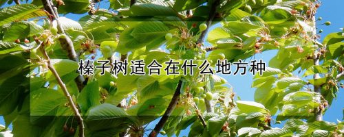 榛子树适合在什么地方种