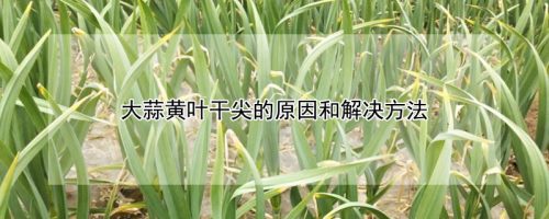 大蒜黄叶干尖的原因和解决方法