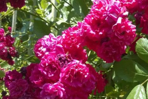 红木香的养护方法