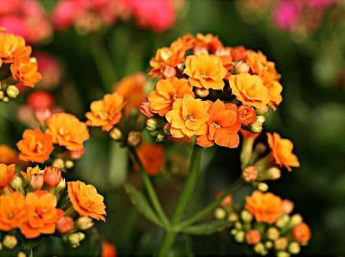 长寿花怎么养,长寿花养殖方法