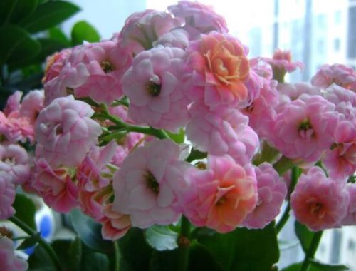 长寿花怎么养,长寿花养殖方法