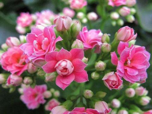 长寿花怎么养,长寿花养殖方法