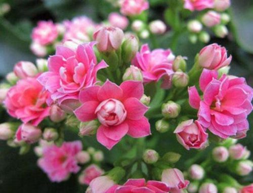 长寿花怎么养,长寿花养殖方法