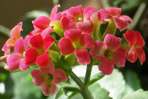 长寿花怎么养,长寿花养殖方法