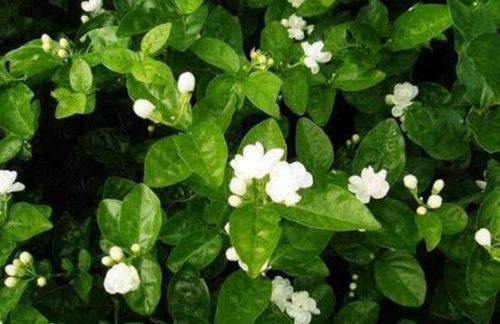 茉莉花有毒吗,茉莉花可以放在室内吗
