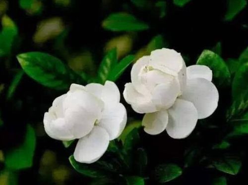 茉莉花有毒吗,茉莉花可以放在室内吗