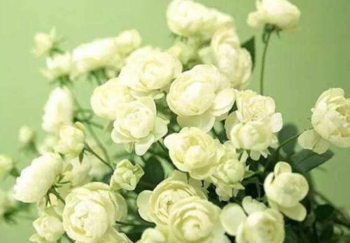 茉莉花有毒吗,茉莉花可以放在室内吗