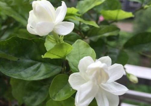 茉莉花有毒吗,茉莉花可以放在室内吗