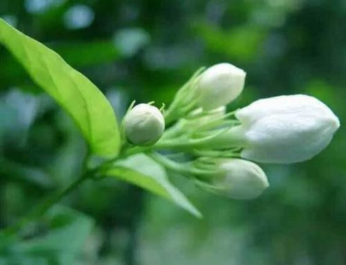 茉莉花有毒吗,茉莉花可以放在室内吗