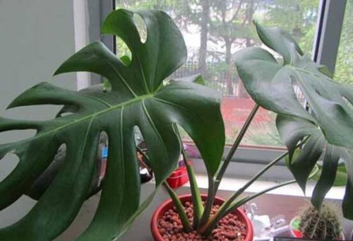 龟背竹怎么浇水，龟背竹浇水方法