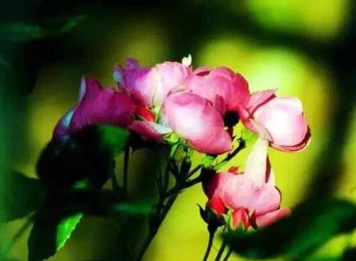 野蔷薇花，野蔷薇花特点