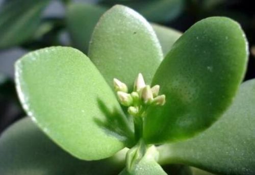 燕子掌的修剪方法,保留主枝反复摘心(春秋生长期)