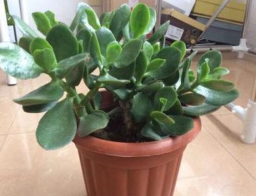 燕子掌的修剪方法,保留主枝反复摘心(春秋生长期)