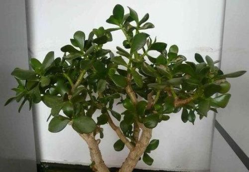 燕子掌的修剪方法,保留主枝反复摘心(春秋生长期)