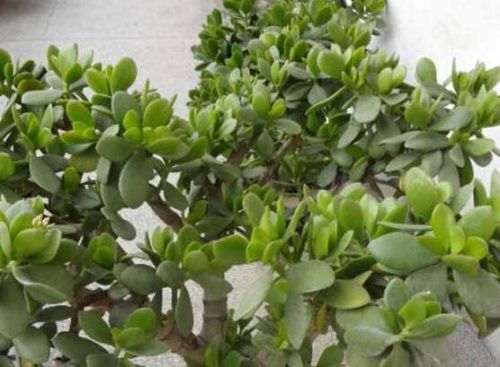 燕子掌的修剪方法,保留主枝反复摘心(春秋生长期)