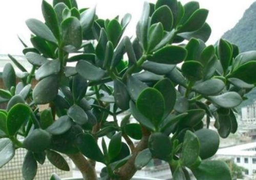 燕子掌的修剪方法,保留主枝反复摘心(春秋生长期)