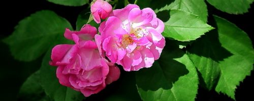 蔷薇花怎么扦插