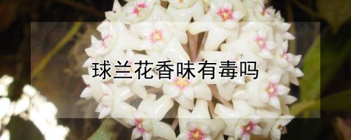 球兰花香味有毒吗