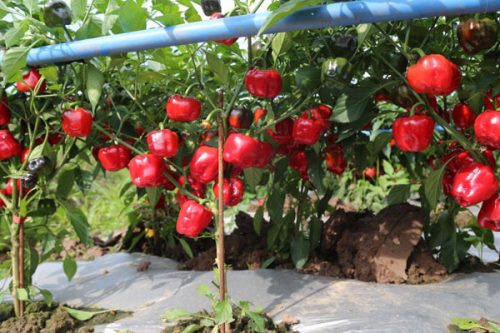 灯笼椒怎么种植