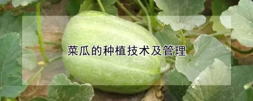 菜瓜的种植技术及管理